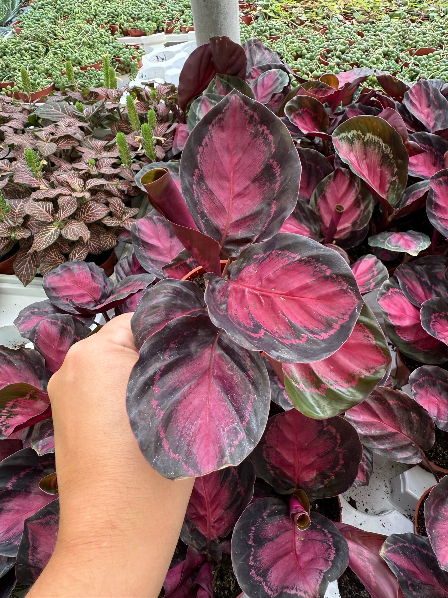 Calathea Purple Rose