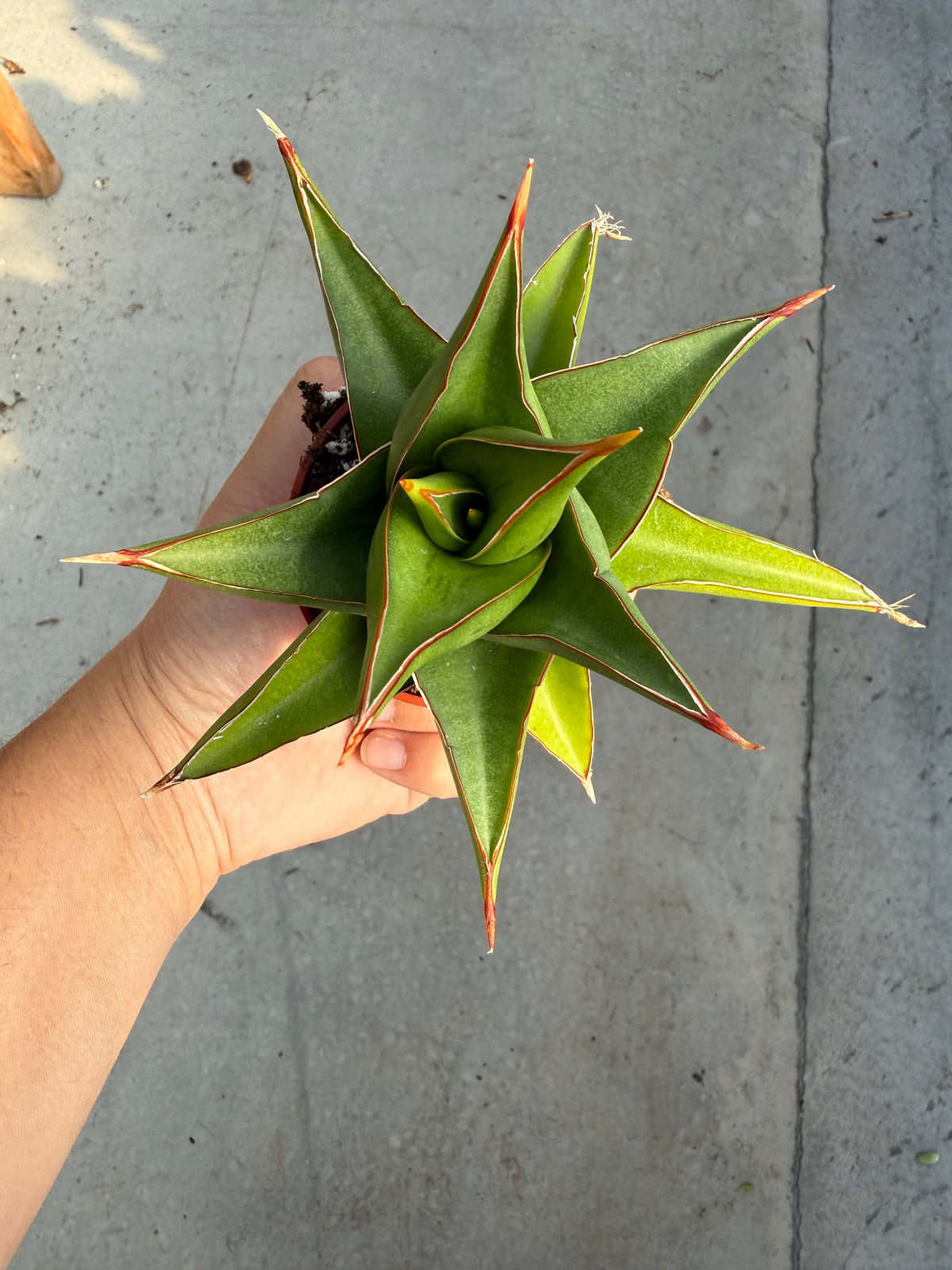 Sansevieria ‘Tower Blue’