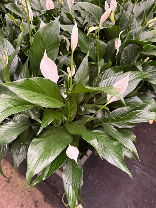 Spathiphyllum