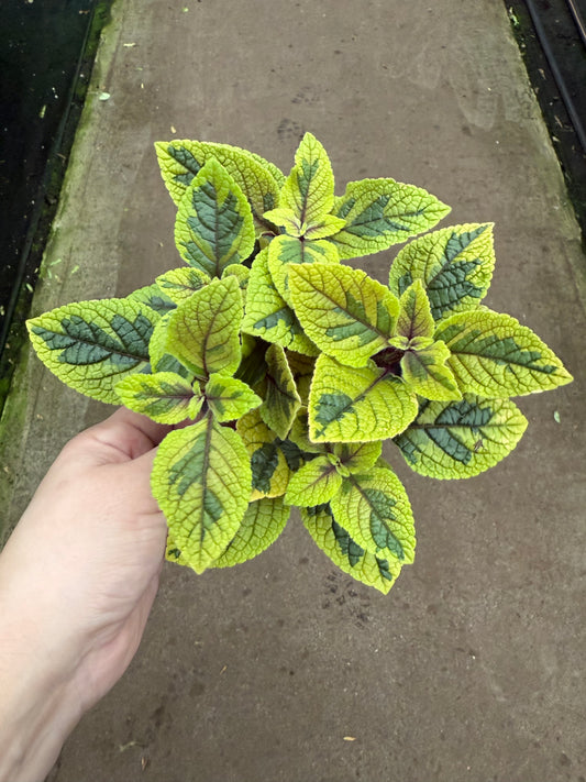 Plectranthus Ciliatus 'Troy's Gold’