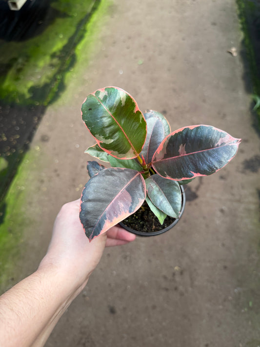 Ficus Elastica - 'Ruby'