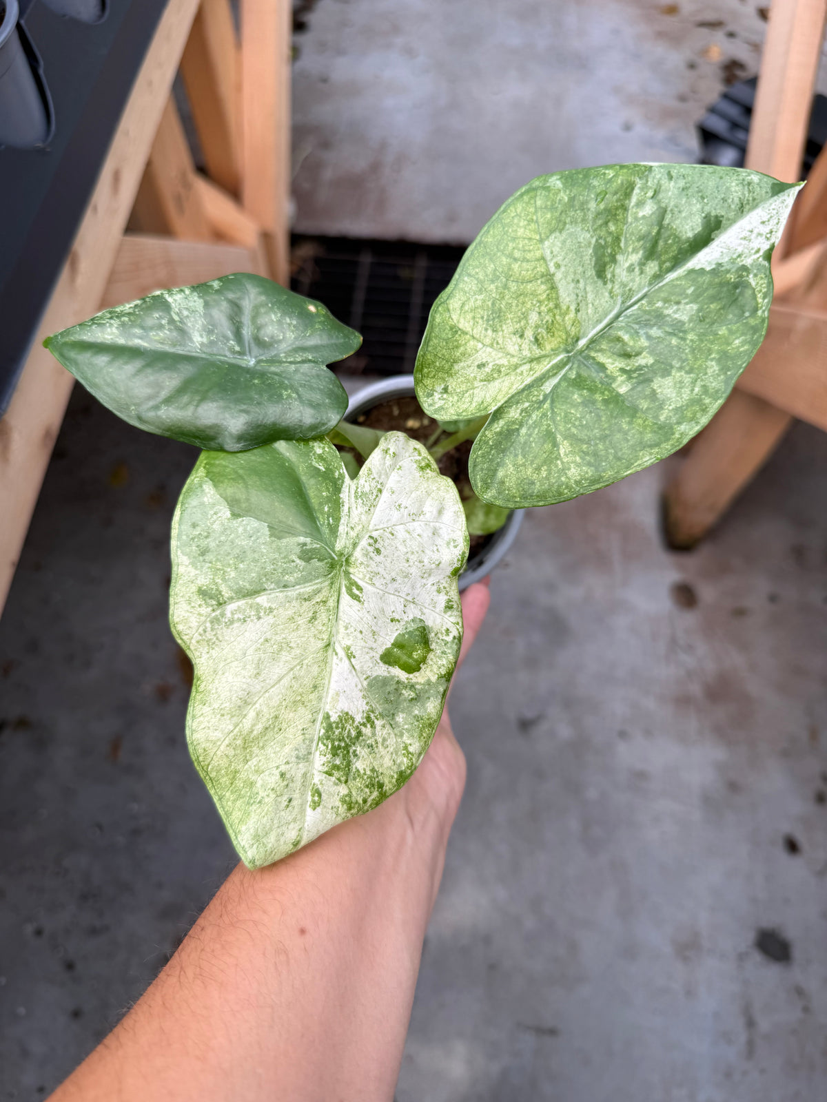 Alocasia ‘Blizzard’
