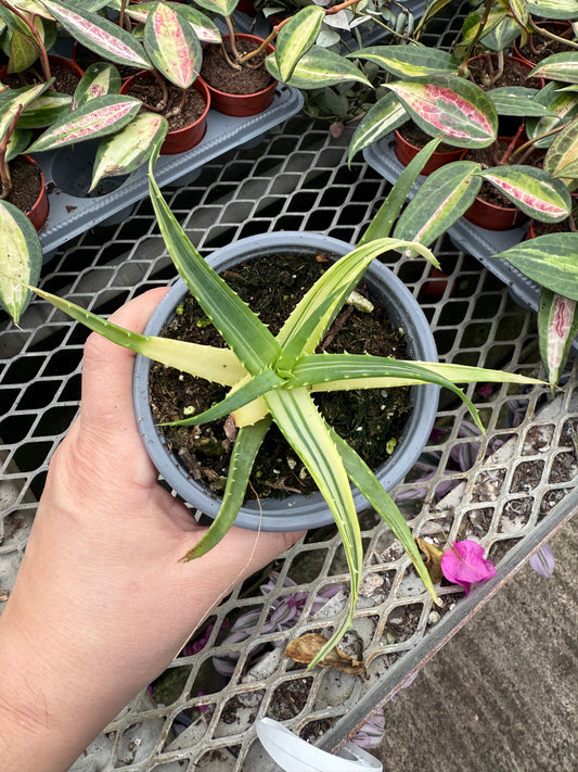 Aloe ‘Solar Flare’