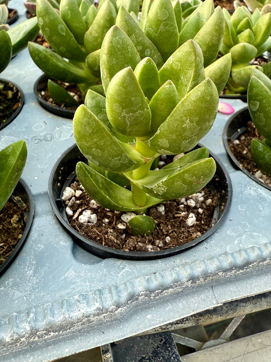 Crassula Capitella "Benjamin"