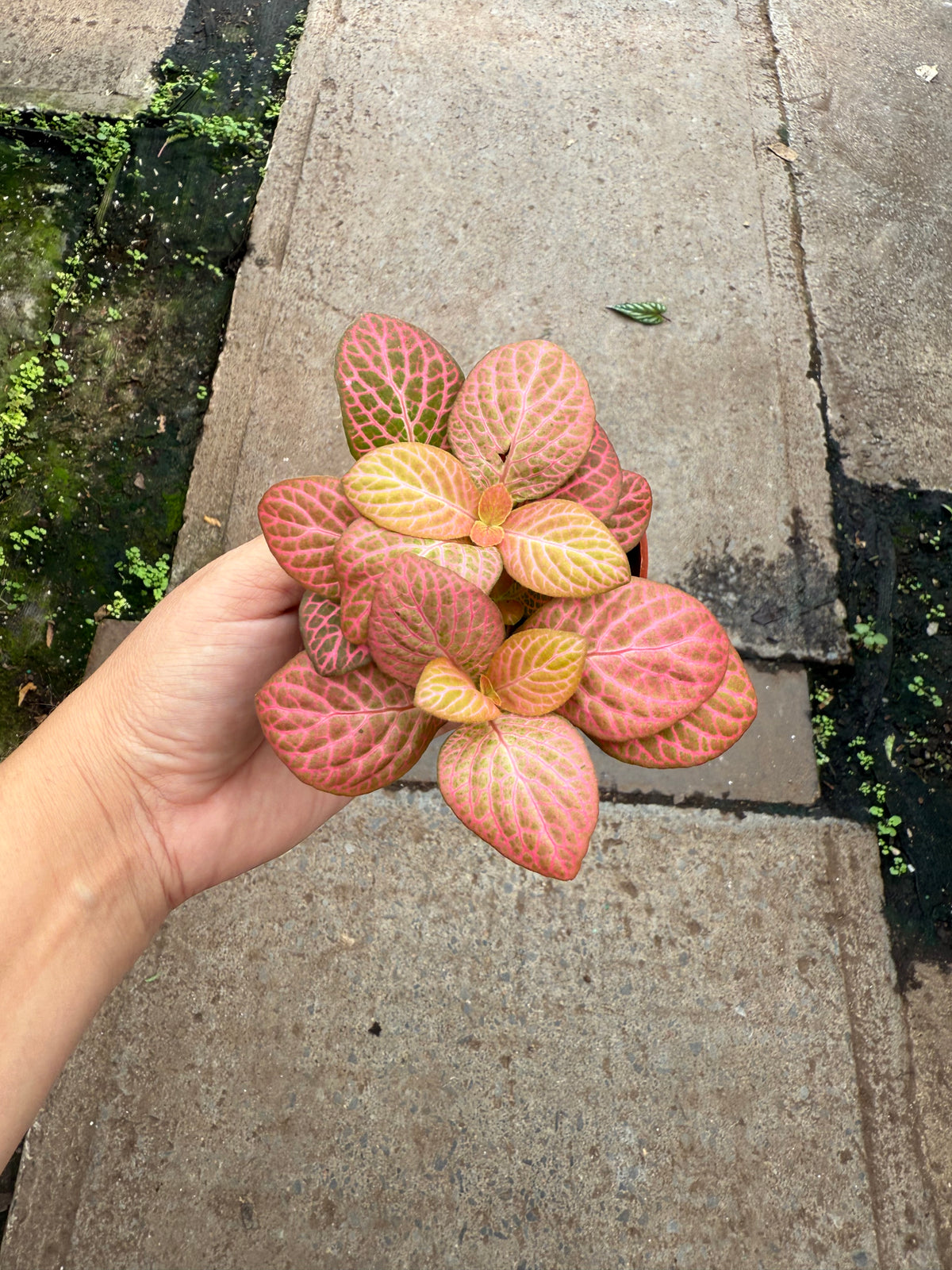 Fittonia « Pink Forest Flame »