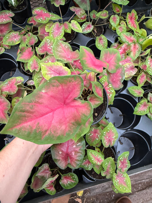 Caladium ‘Pretty Pink’