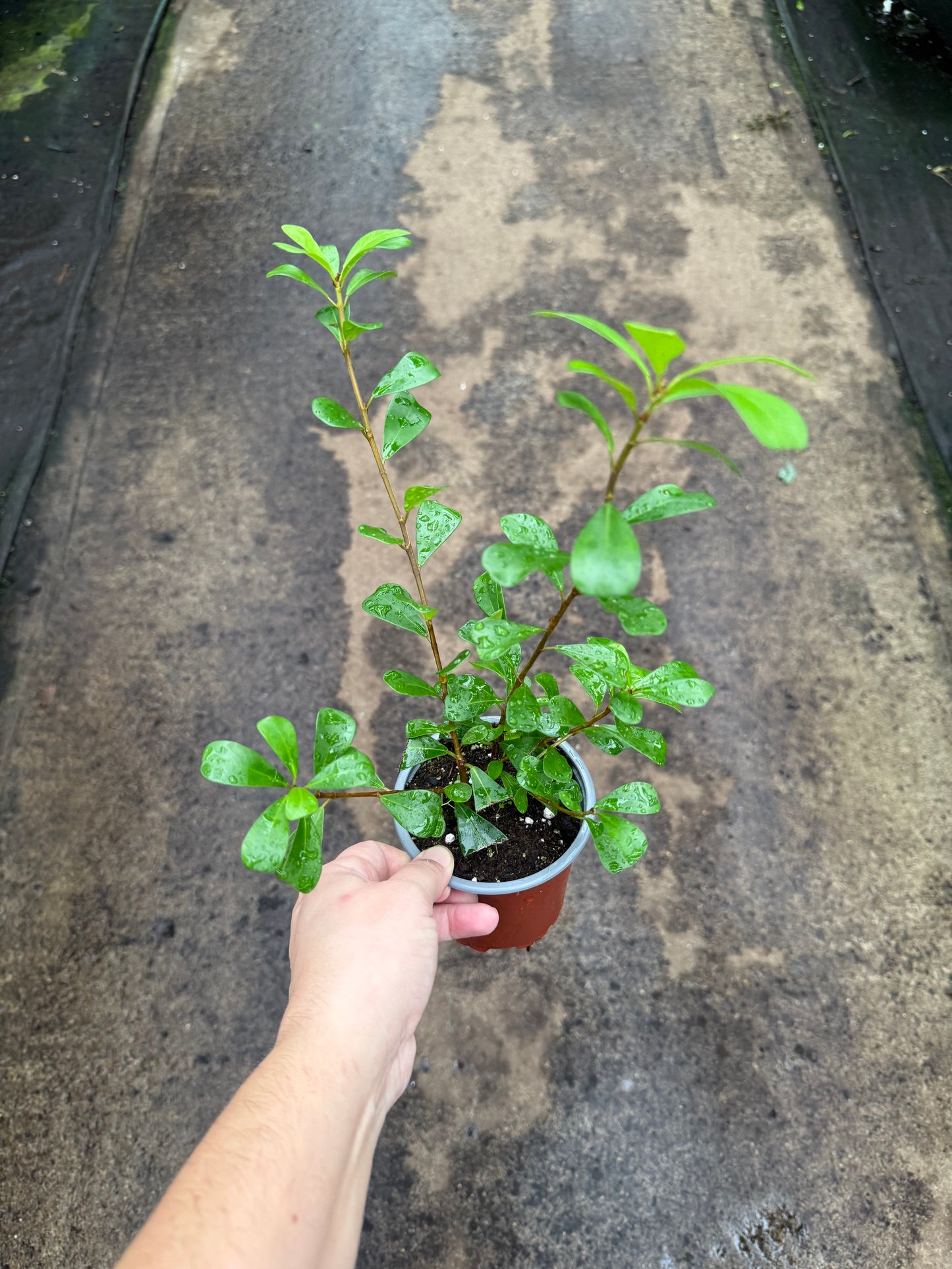 Ficus Lingua