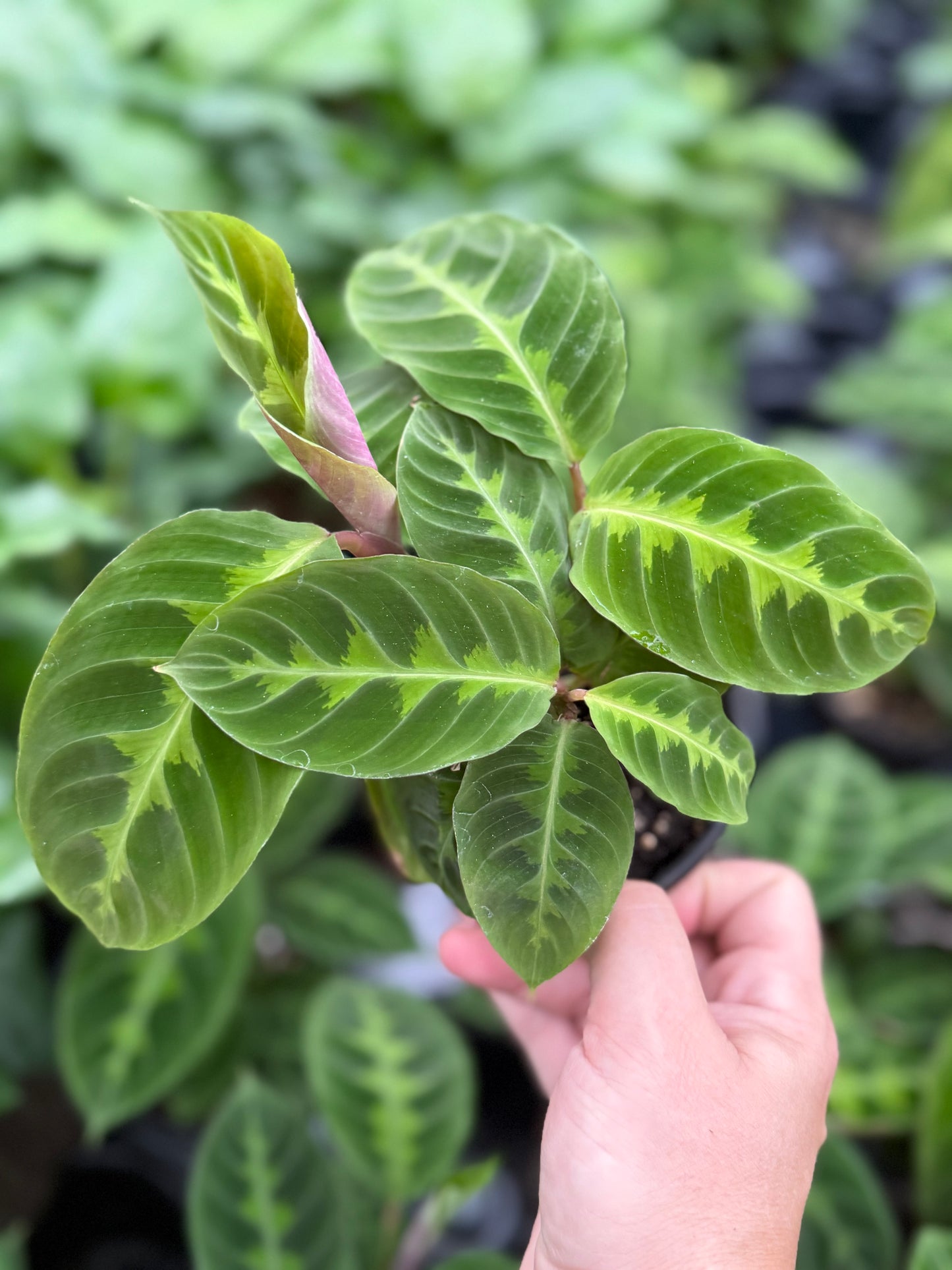 Calathea ‘warscewiczii’
