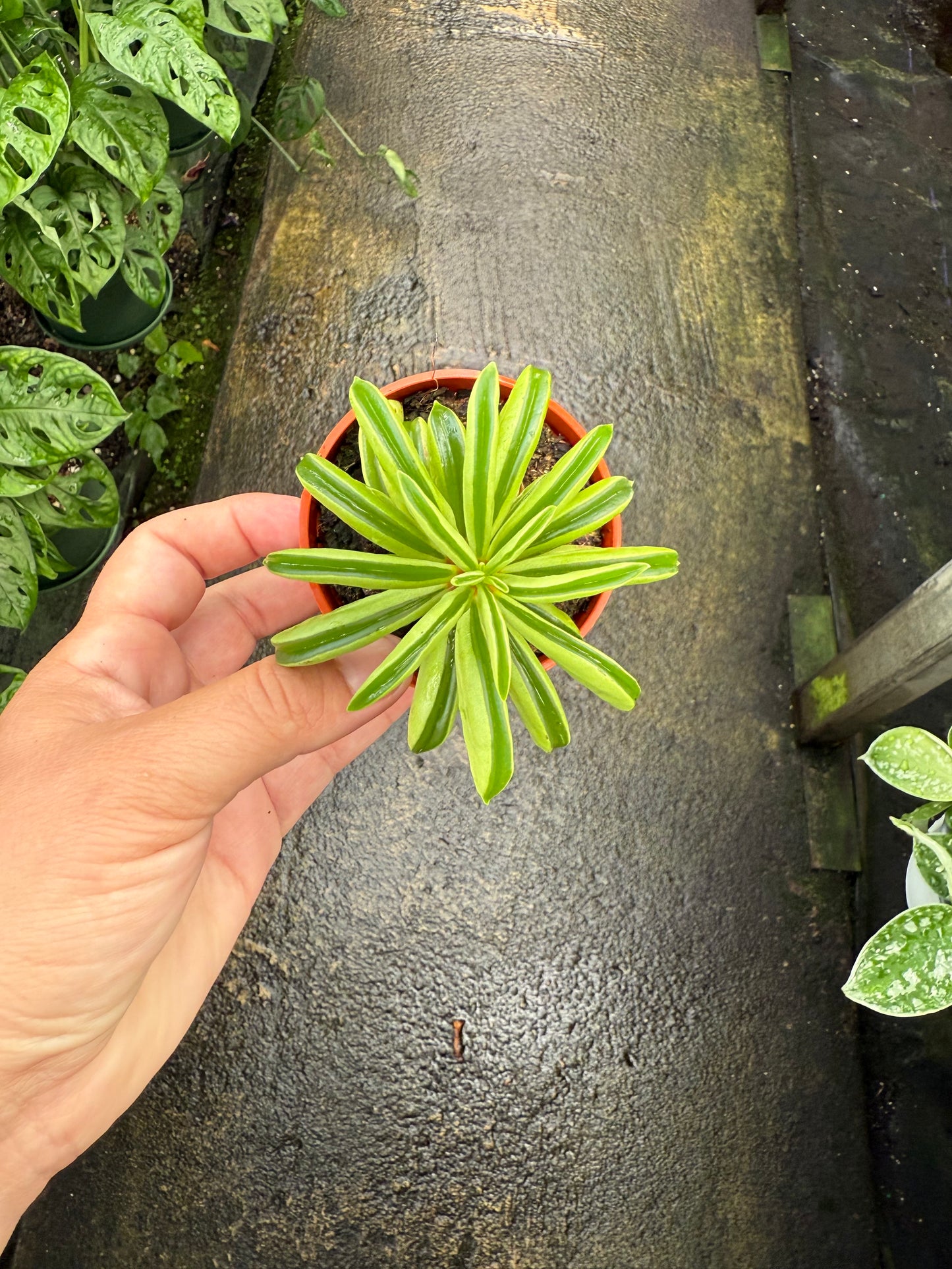 Peperomia 'Taco Leaf'