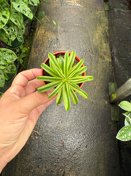 Peperomia 'Taco Leaf'