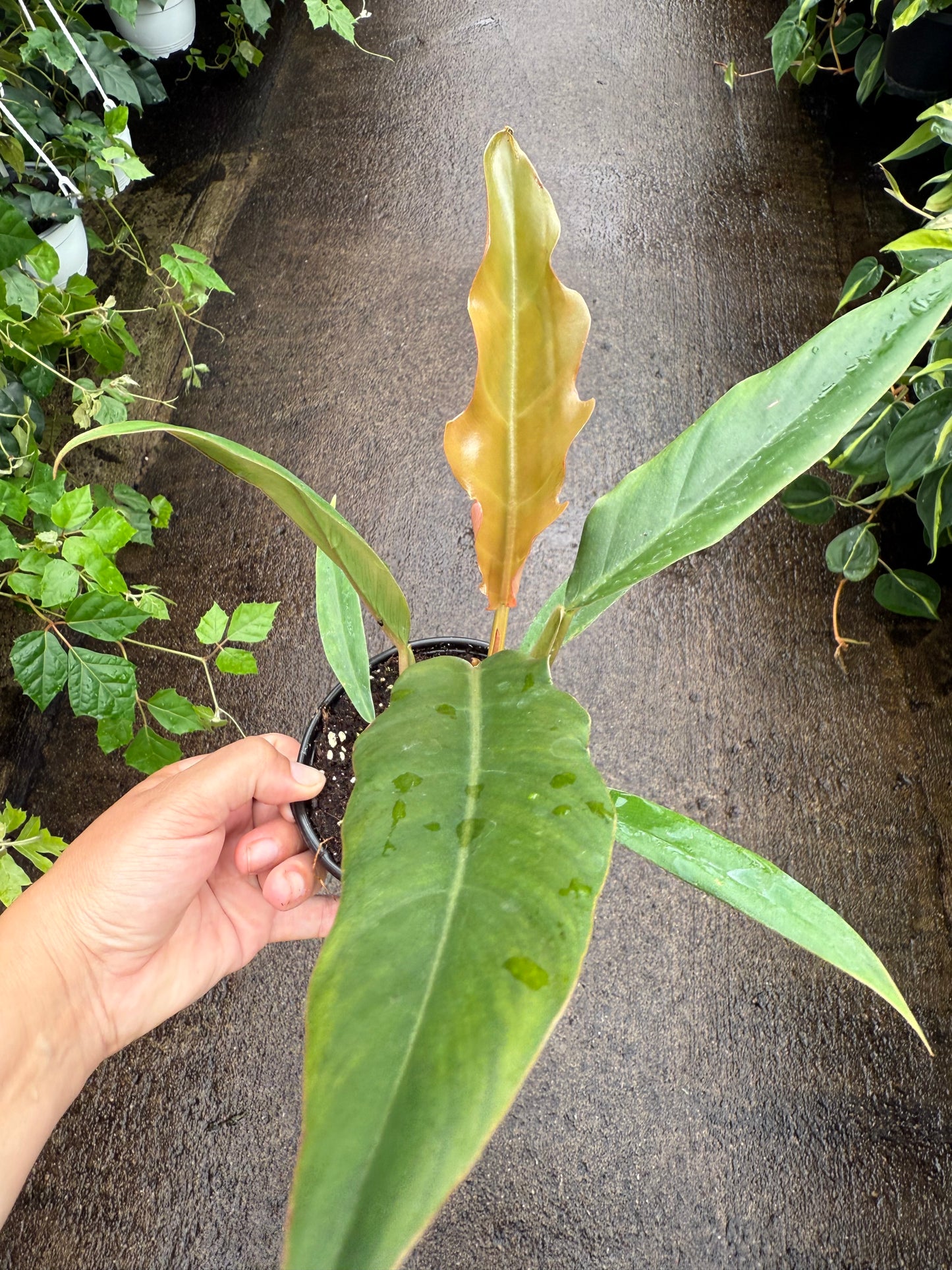 Philodendron ‘chocolate empress’
