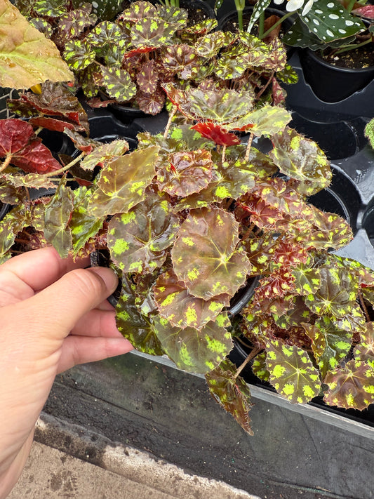Begonia Rex