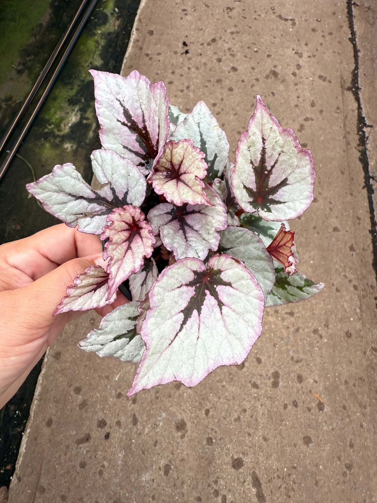 Begonia Rex ‘Jurassic’