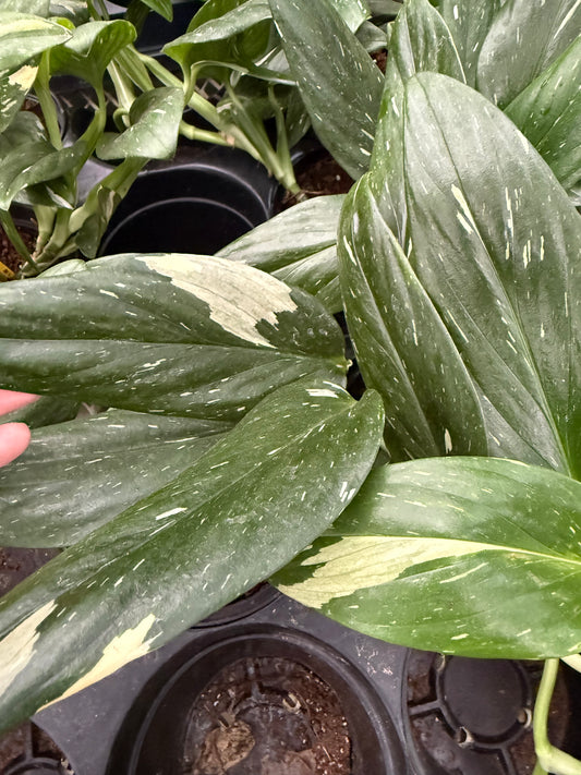 Monstera Standleyana Variegata