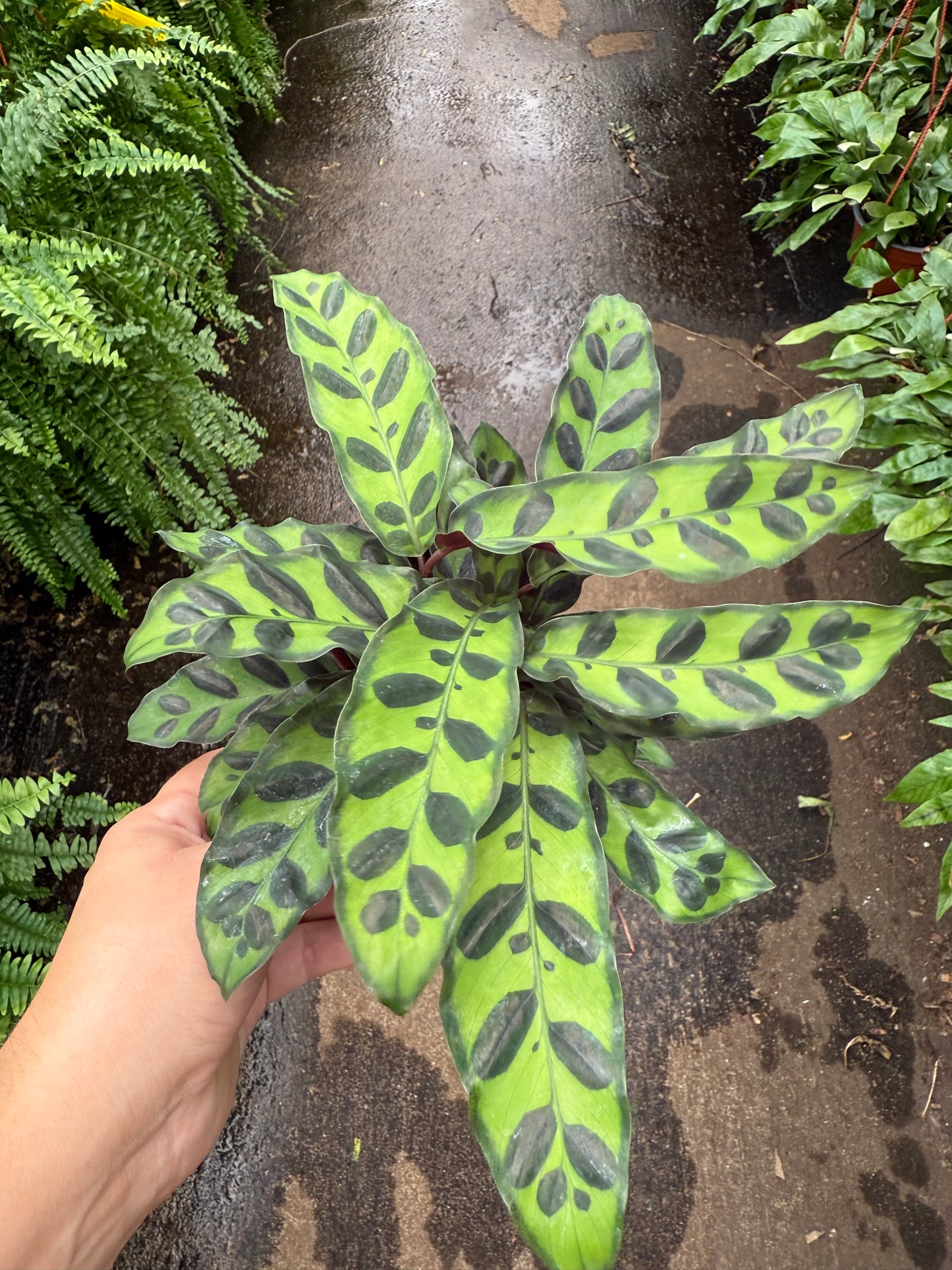 Calathea lancifolia "Rattlesnake"