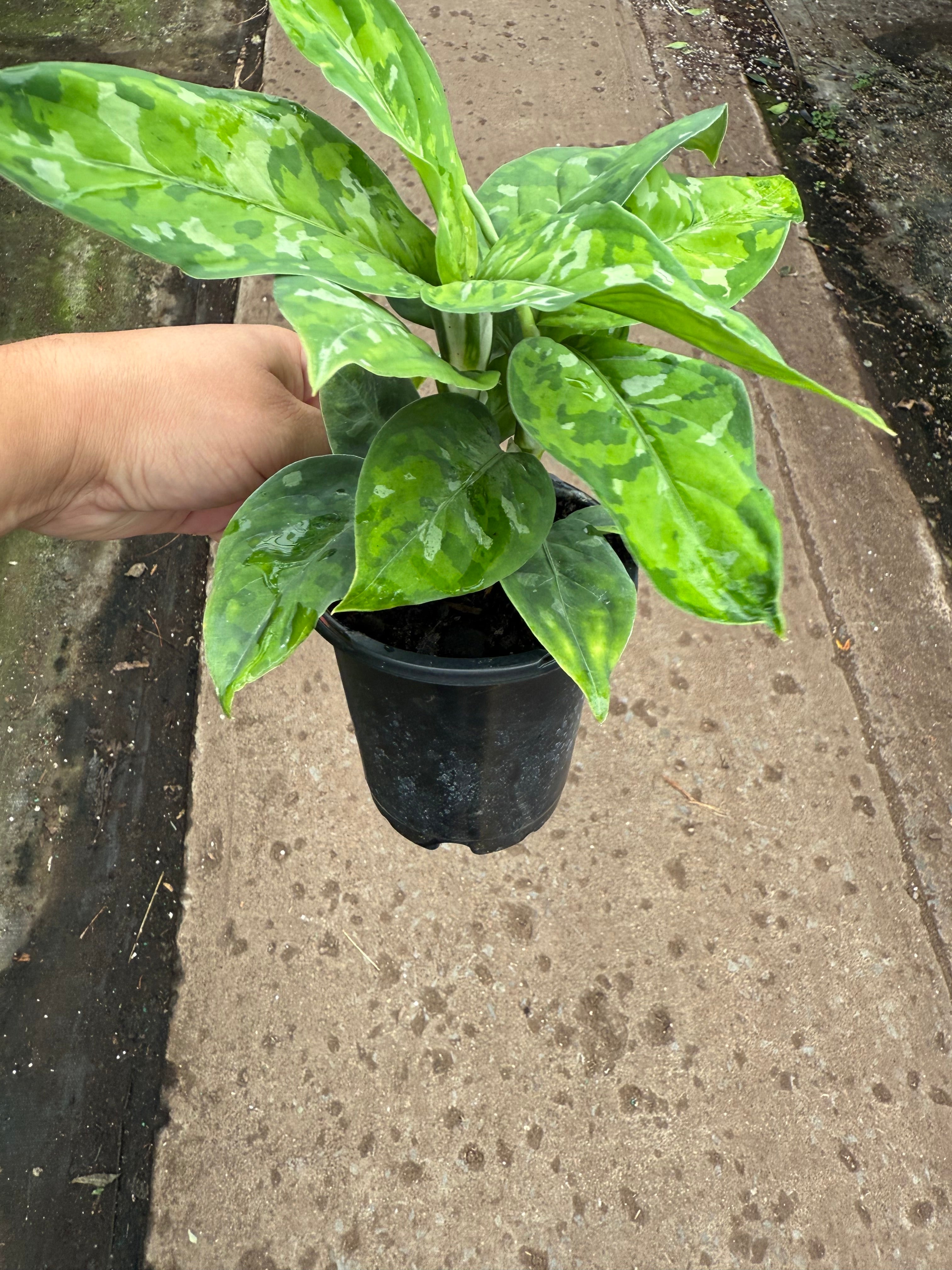 Aglaonema Pictum Tricolor - Camouflage Plant | Plante Camouflage