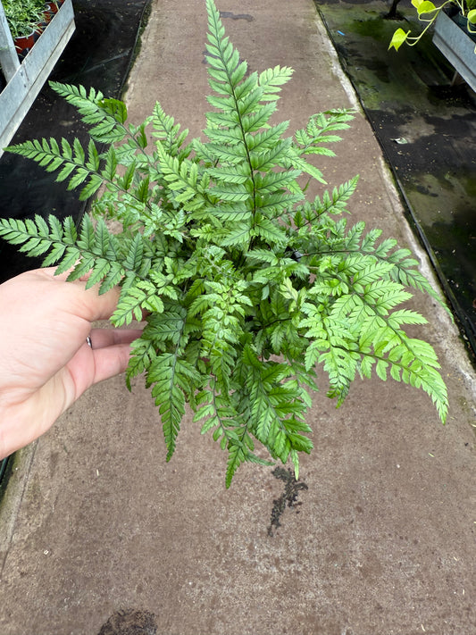 Fougère de Corée
