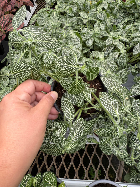 Fittonia Albivenis ‘White’