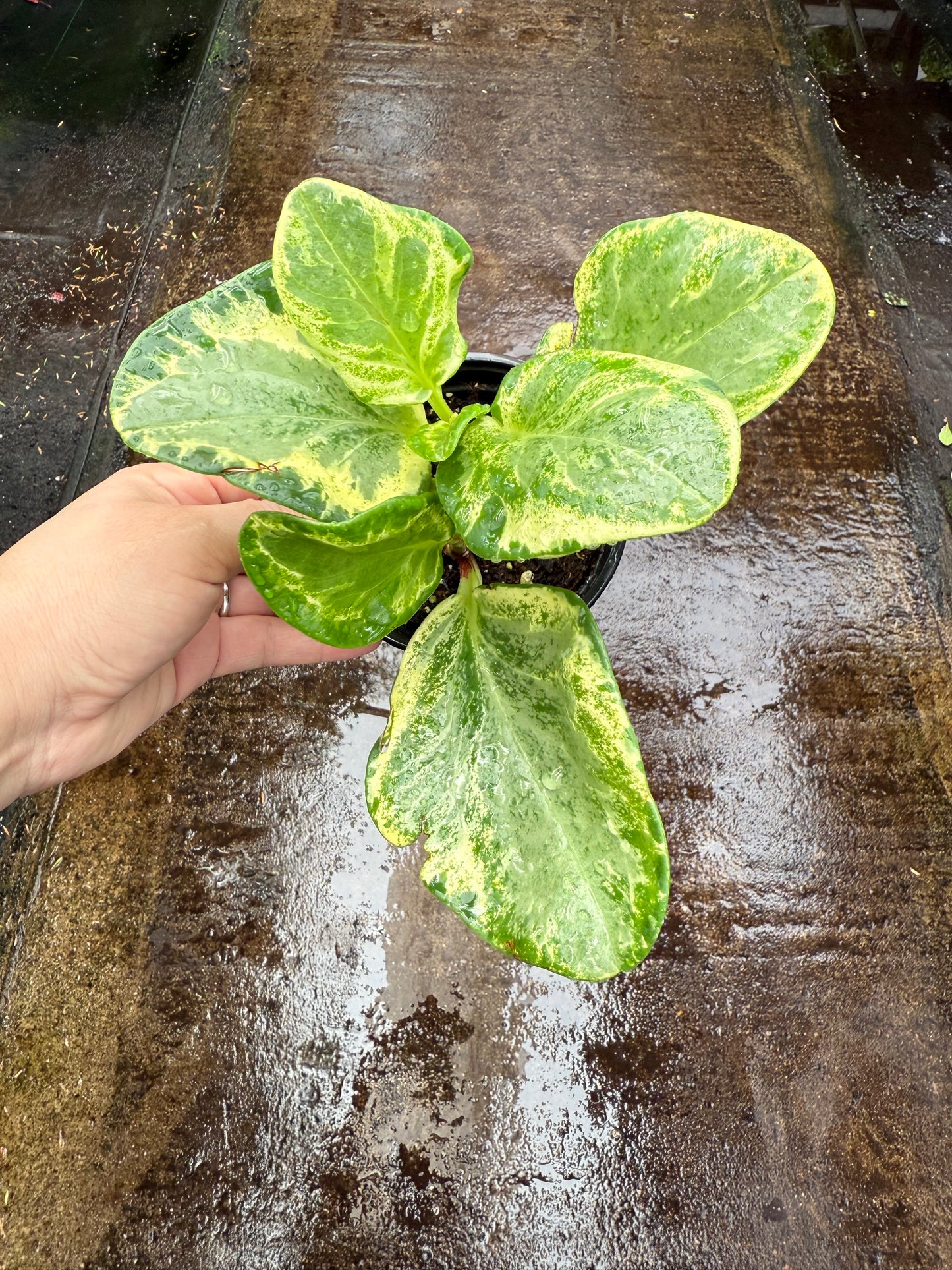 Peperomia ‘Golden Gate’