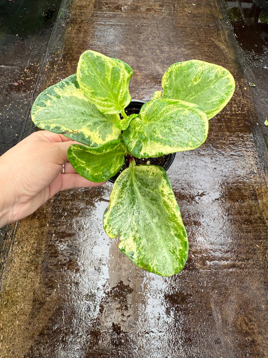 Peperomia ‘Golden Gate’