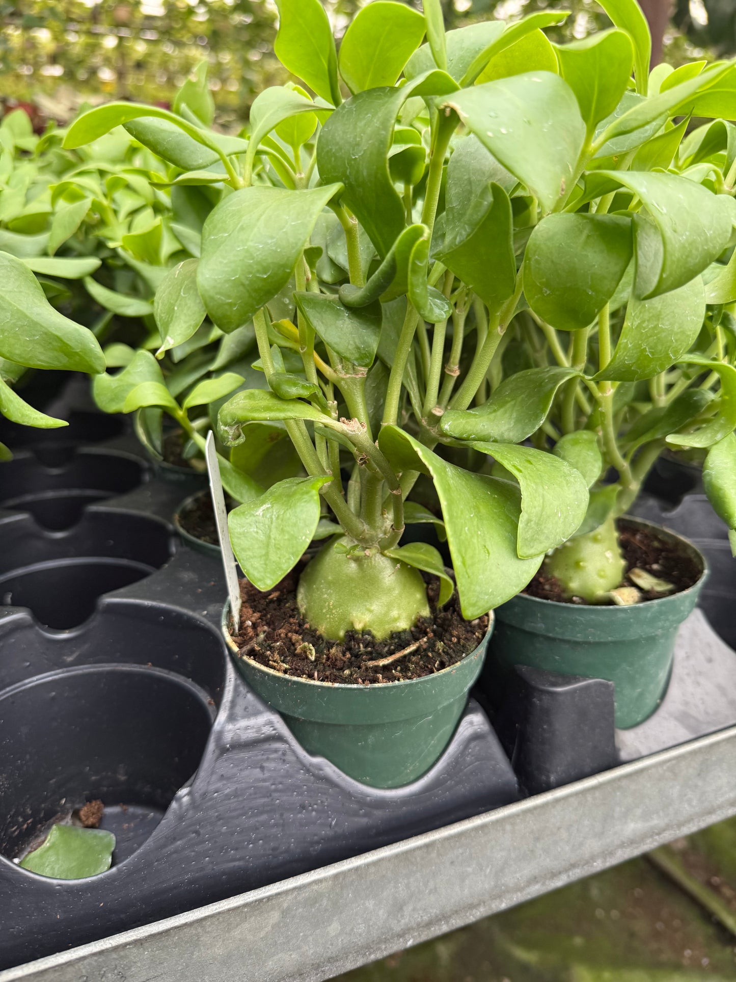 Hydnophytum Ant Plant