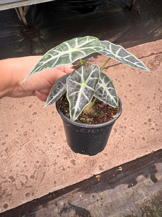 Alocasia Parasol- Mandalay