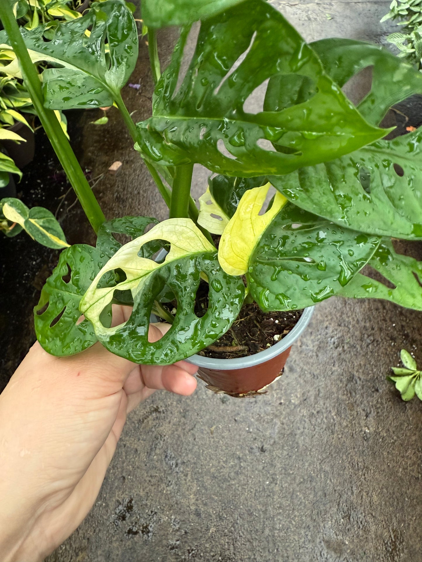 Monstera Adansonii Panaché