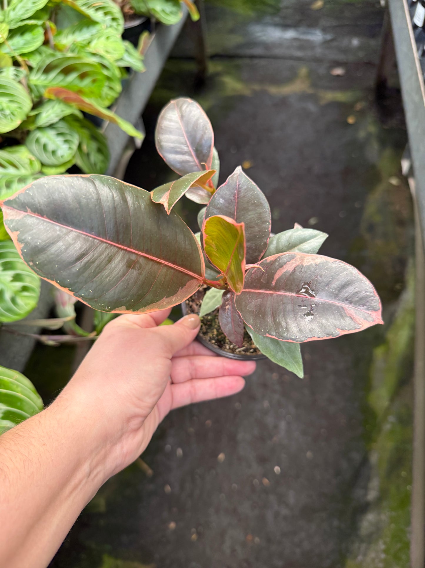 Ficus Elastica- ‘Ruby’