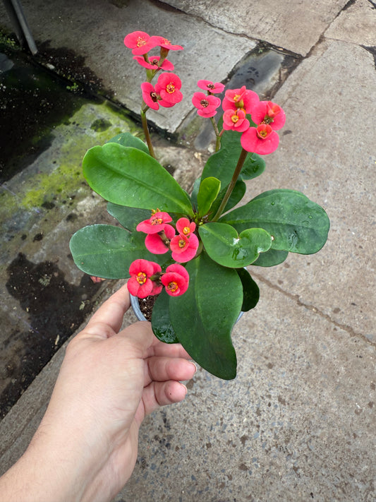 Euphorbia ‘Charlotte’ — Épine du Christ