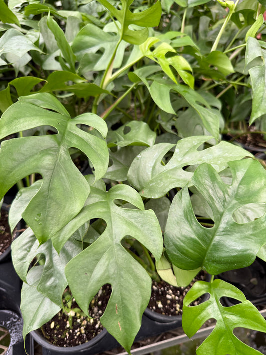 Rhaphidophora tetrasperma ‘Ginny’
