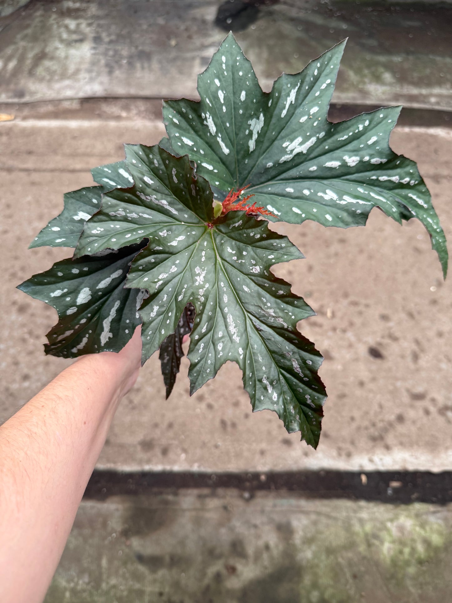 Begonia ‘Lana’