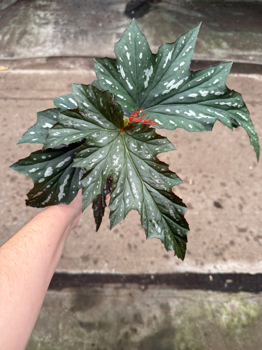 Begonia ‘Lana’