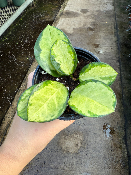 Hoya australis ‘Lisa’