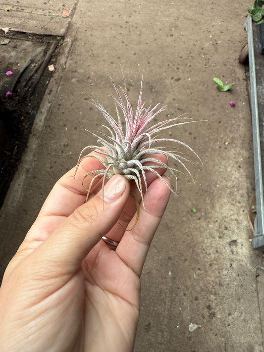 Tillandsia ionantha « Pink »