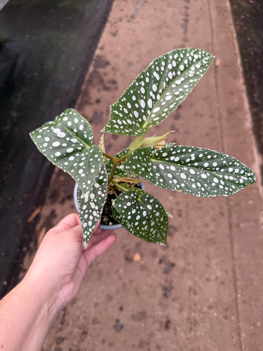 Begonia ‘Maculata’