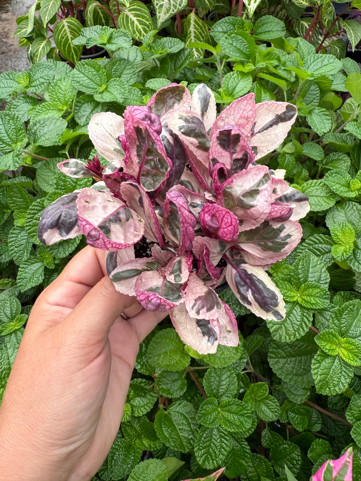 Hemigraphis alternata ‘Variegata’