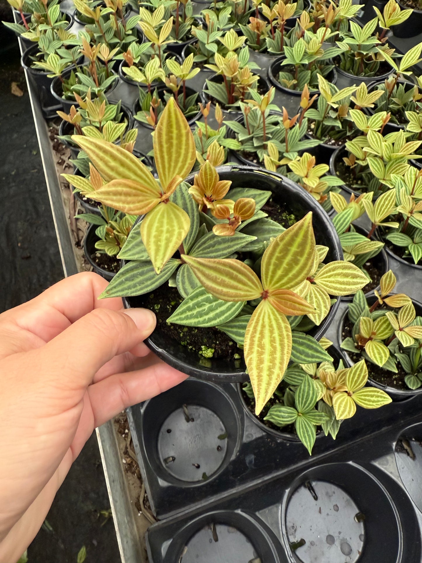 Peperomia caperata ‘Iron Cross’