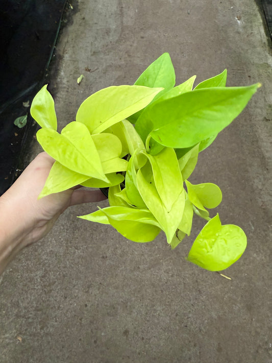 Pothos ‘Neon’