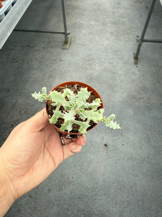 Lampranthus Deltoides