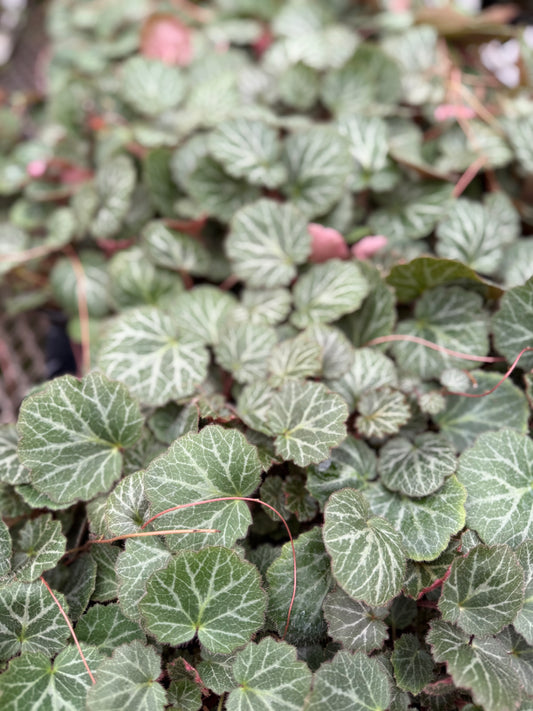 Saxifraga ‘Strawberry Begonia’