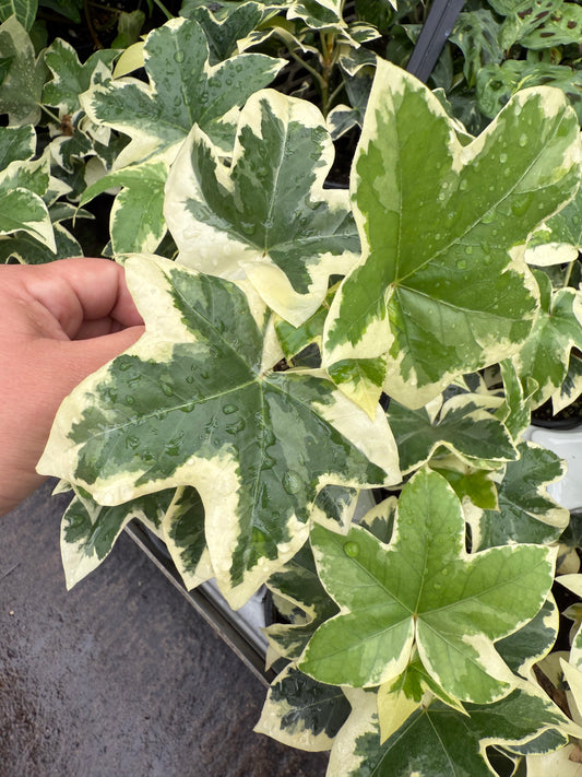 Fatshedera ‘Variegata’
