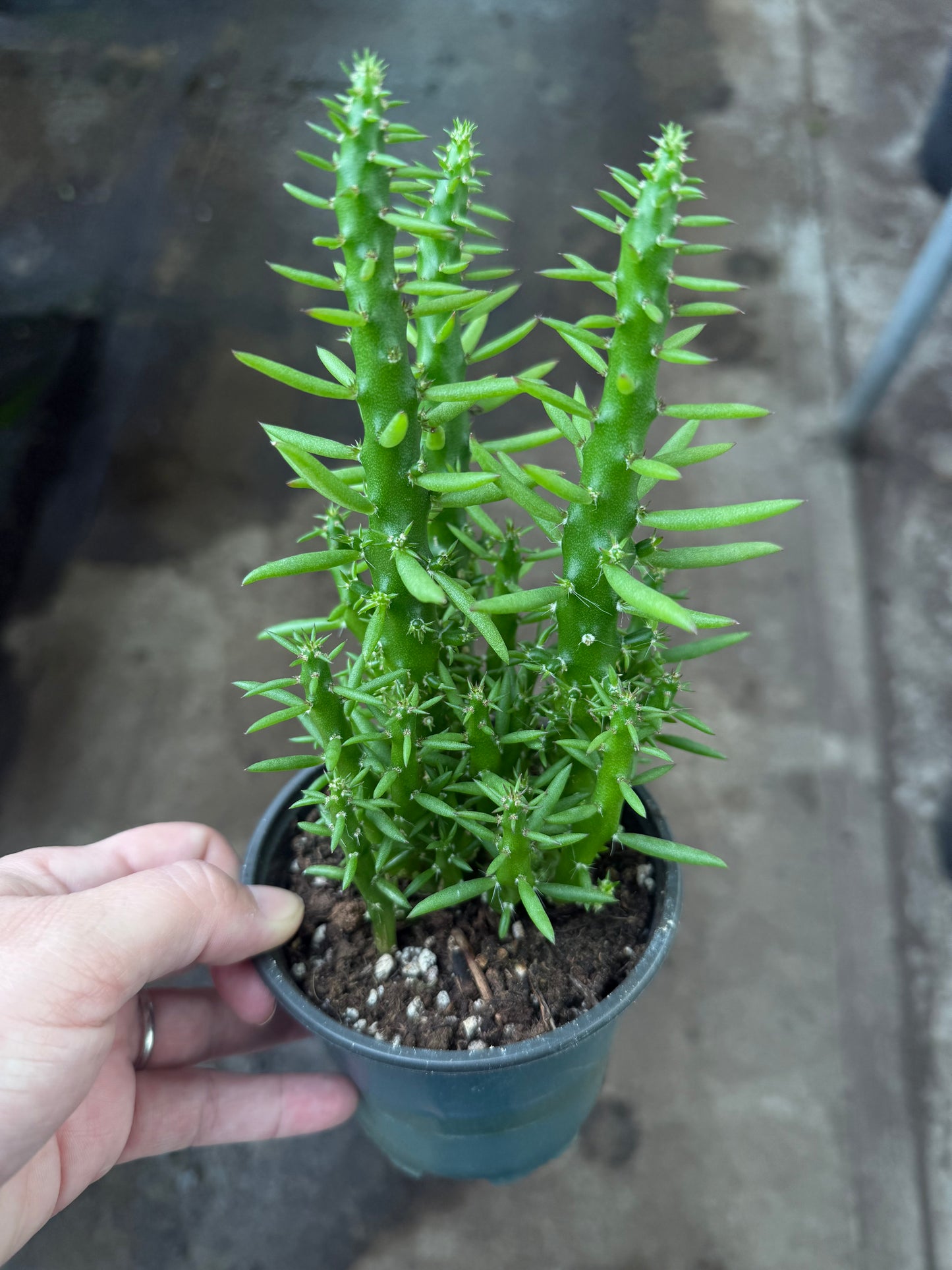 Opuntia Subulata"Eve's pin"