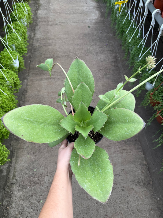 Kalanchoe Synsepala