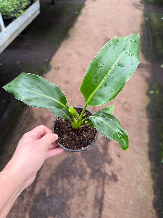 Strelitzia reginae — Oiseau du Paradis (Orange)