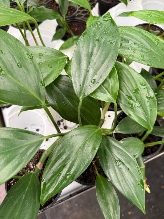 Rhaphidophora Decursiva ˋDragon Tail’