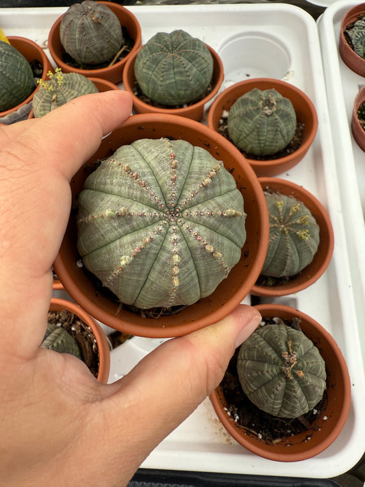Euphorbia obesa (Baseball Plant)