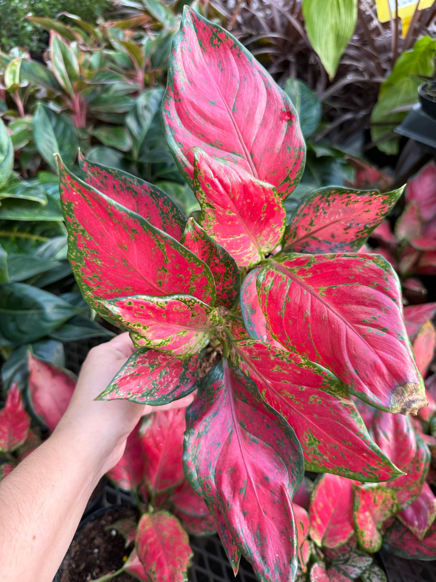Aglaonema ‘Rich Red’