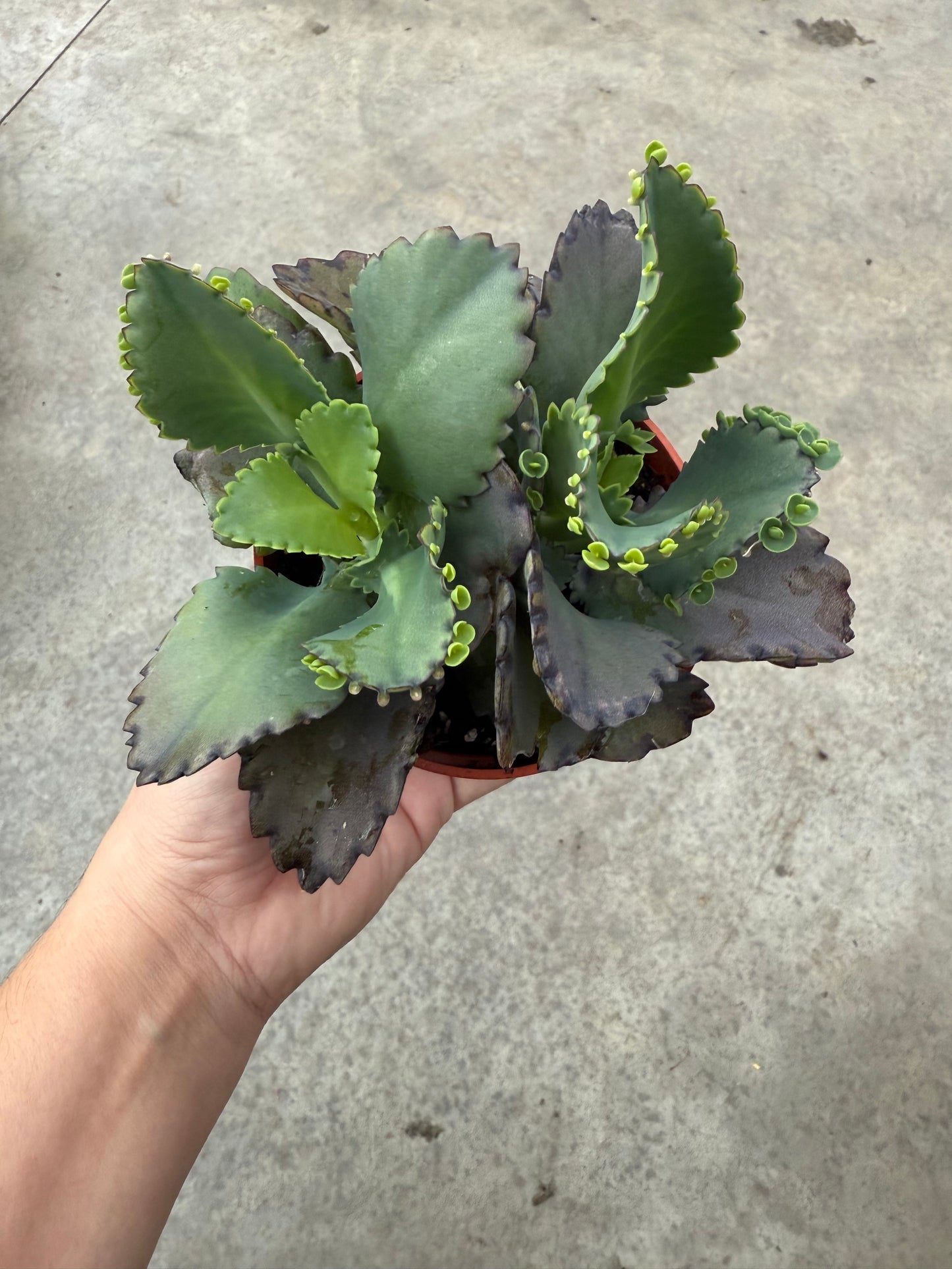 Kalanchoe Laetivirens ‘mother of millions’
