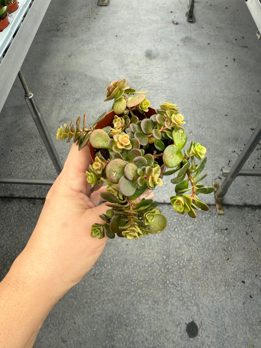 Sedum ‘Tetractinum Coral Reef’