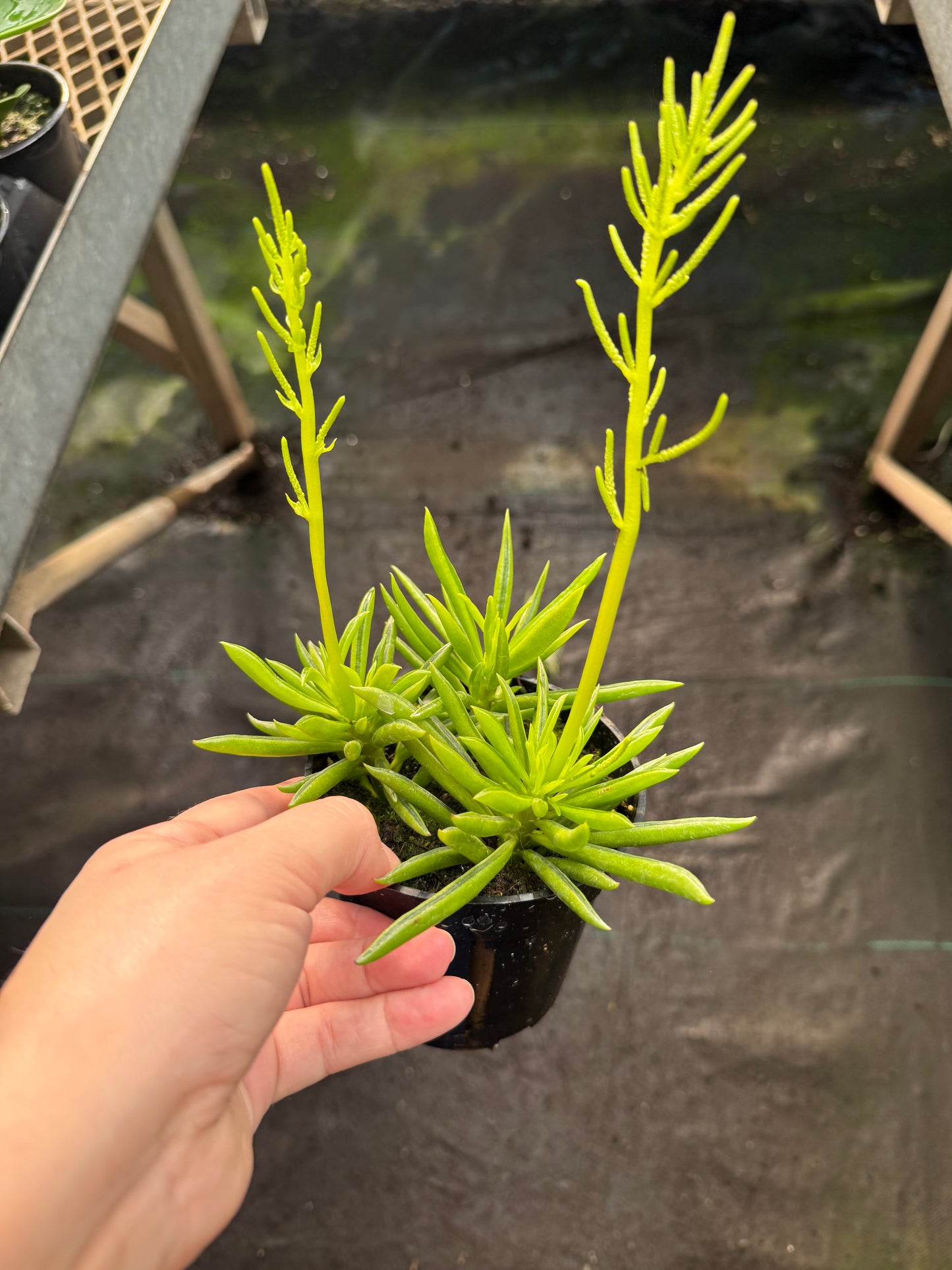Peperomia Ferreyrae